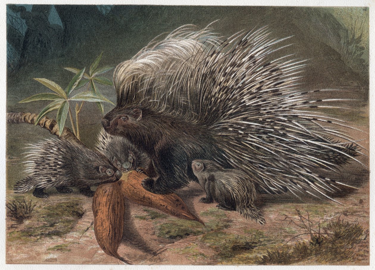 Stachelschwein mit Kamm - Das Kammstachelschwein (Hystrix cristata) - Gravur aus „Brehms Tierleben“ von Alfred Edmund Brehm (1829-1884) von Unknown artist