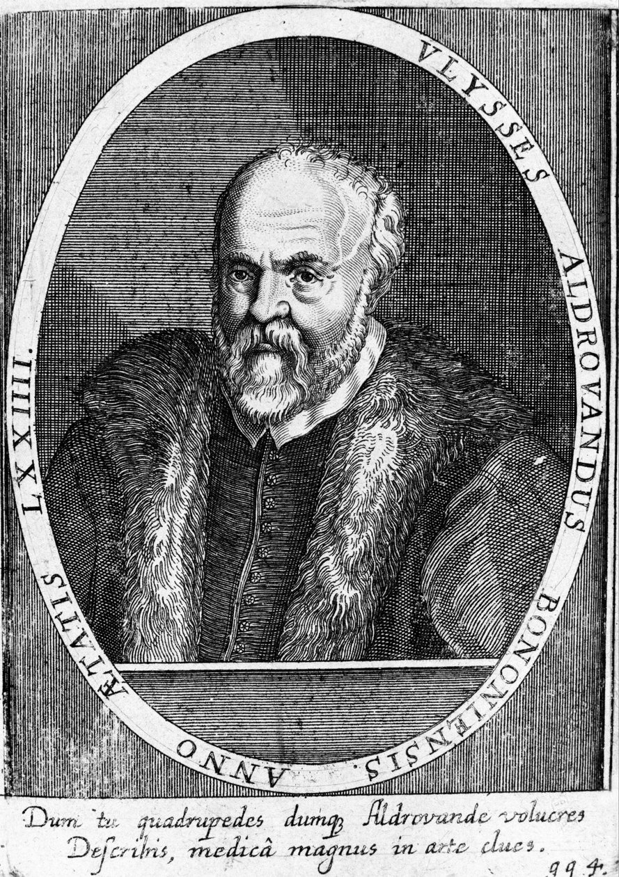 Porträt von Ulisse Aldrovandi (1522 - 1605?). von Unknown artist