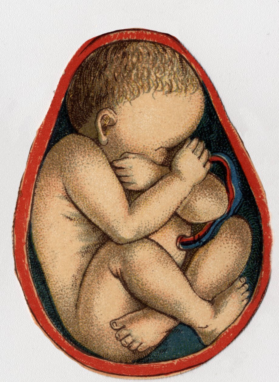 Darstellung einer Gebärmutter mit Schwangerschaft. „Die neue natürliche Medikation“ von F.E. Bilz. 1898. von Unknown artist
