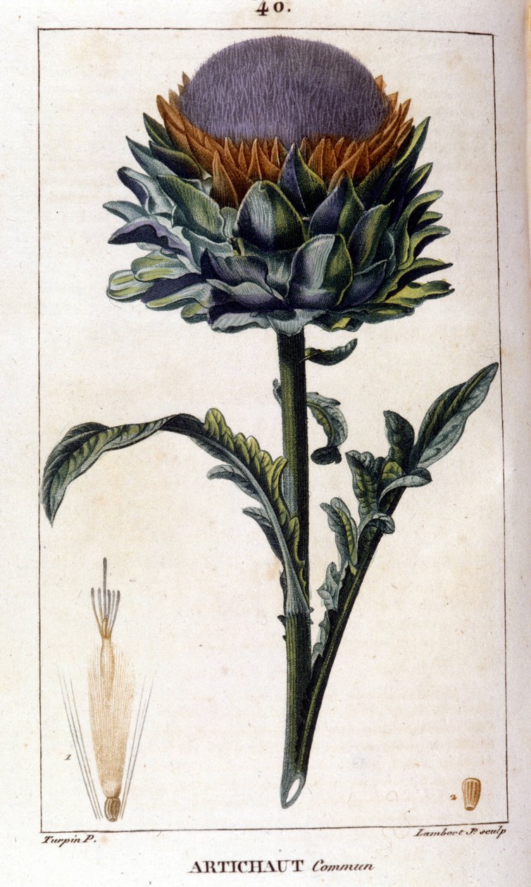 Darstellung der Artischocke. Botanische Tafel. 19. Jahrhundert von Unknown artist