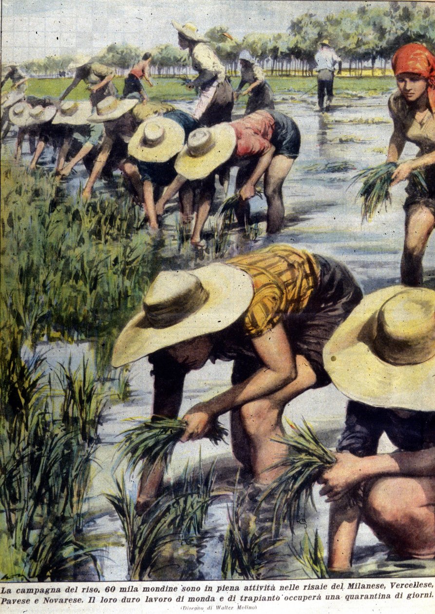 Reispflanzung in der Nähe von Mailand im Jahr 1954 von Unknown artist