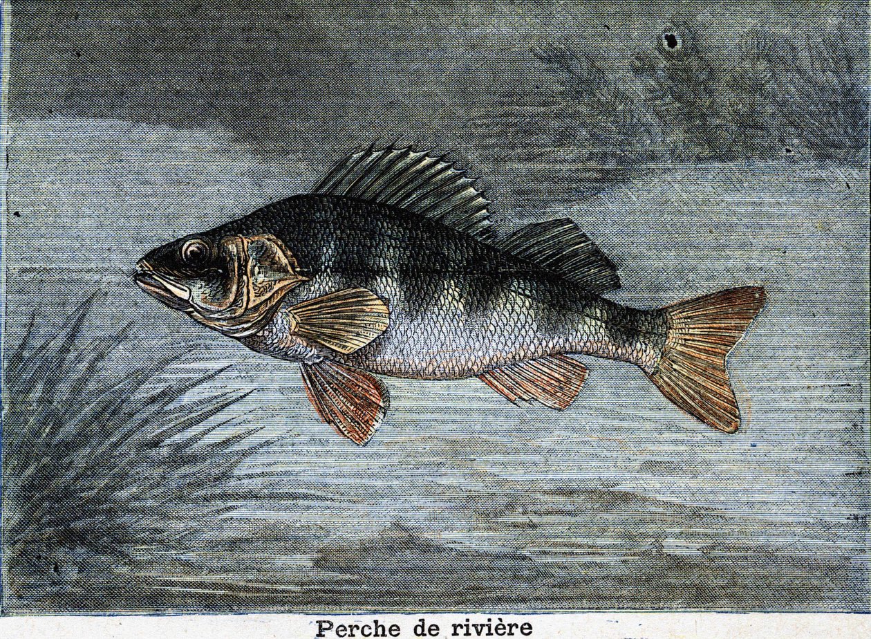 Flussbarsch. Gravur von 1897 von Unknown artist