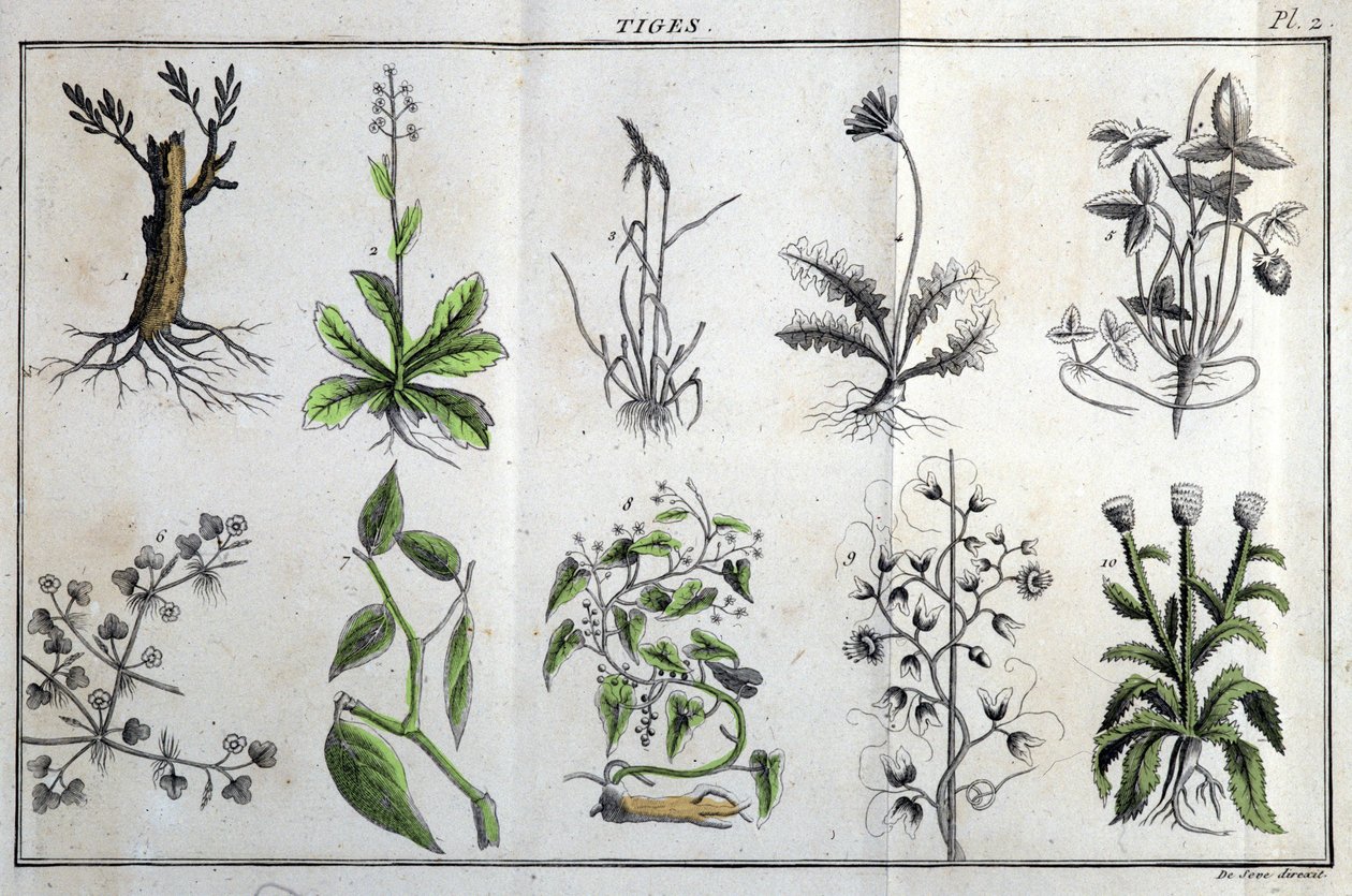 Stängel: in „Flora Françoise, oder eine kurze Beschreibung aller Pflanzen, die natürlich in Frankreich wachsen, geordnet nach einer neuen Analysemethode, mit Angabe ihrer weniger zweideutigen Tugenden in der Medizin und ihrer Nützlichkeit in den Künsten“ v von Unknown artist