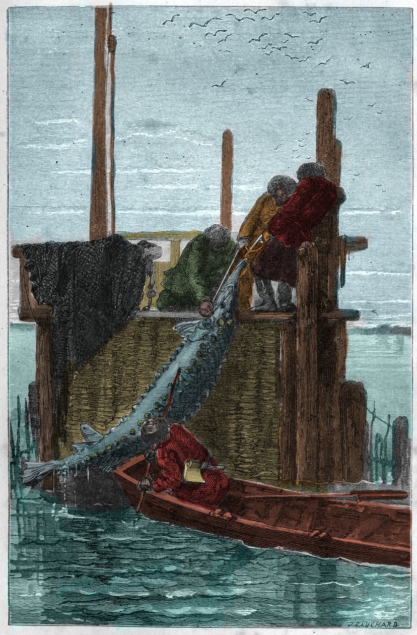 Störfischfang im Fluss Wolga von Unknown artist