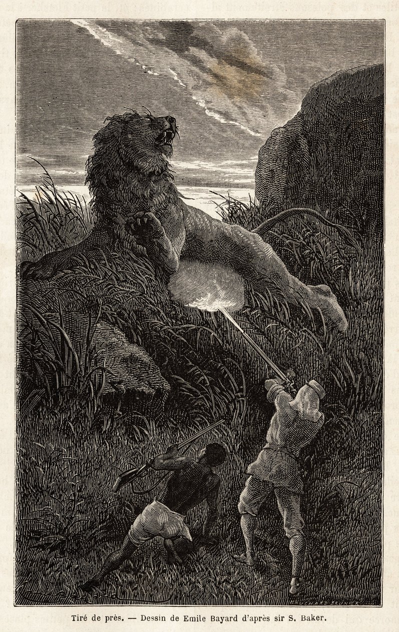 Überrascht von einem Löwen während der Wanderung bei Sonnenaufgang, schießt der Autor und verwundet das Tier. Gravur zur Illustration der Erforschung der abessinischen Nebenflüsse des Nils, von Sir Samuel W.Baker, 1861-62, veröffentlicht in "Le tour du mon von Unknown artist