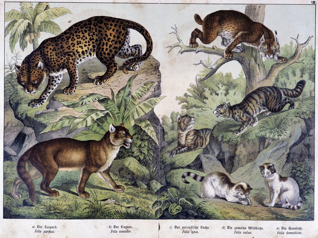 Die Katzen: Leopard, Puma, Luchs (oben links), Wildkatze (rechts, Mitte), Hauskatze - in „Naturgeschichten der Säugetiere“, ed. Schreiber von Unknown artist