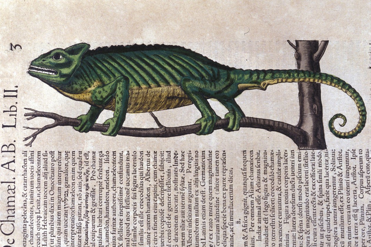 Das Chamäleon nach Historiae animalium von Konrad Gesner, Tiguri von Unknown artist