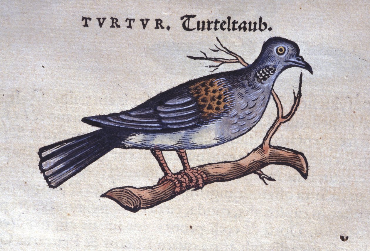 Die Taube - aus Historiae animalium von Konrad Gesner, Tiguri von Unknown artist