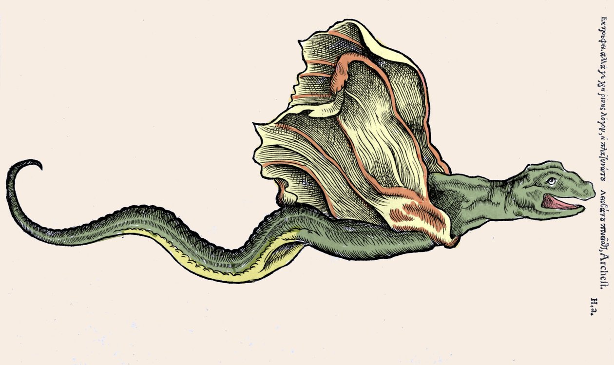 Der fliegende Drache Amphiptere (Amphithere oder Amphitere oder Amphipthere). Gravur in Historia Animalium von Conrad Gesner (1516 - 1565), Tiguri von Unknown artist