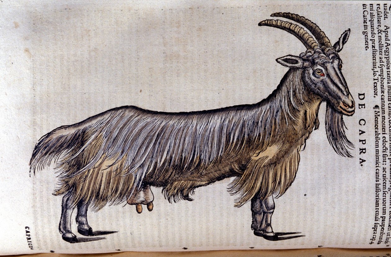 Die Ziege nach Historiae animalium von Konrad Gesner von Unknown artist