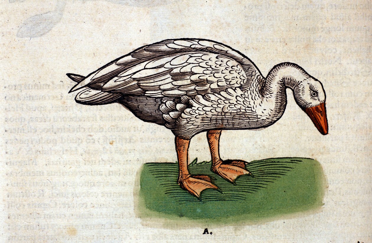 Die Gans nach der Historia Animalium von Conrad Gesner, Tiguri 1560. Biblioteca nazionale Braidense. Mailand von Unknown artist