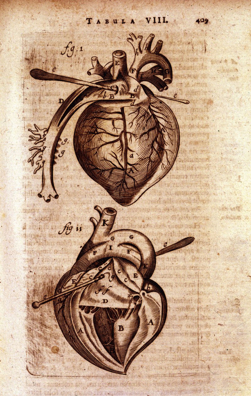 Das Herz von Bartholin