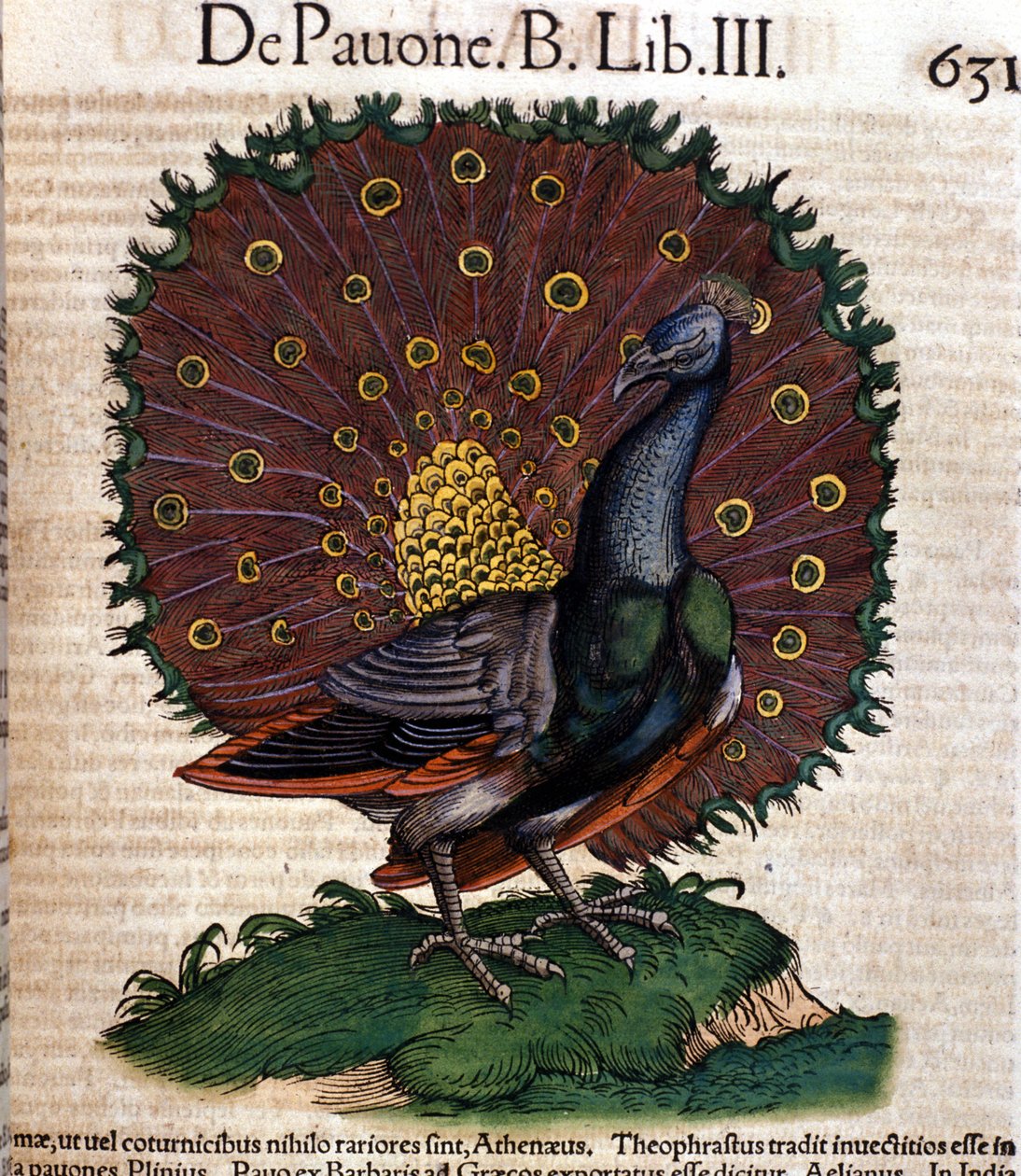 Der Pfau nach der Historia Animalium von Conrad Gesner, Tiguri 1560. Biblioteca Nazionale Braidense. Mailand von Unknown artist