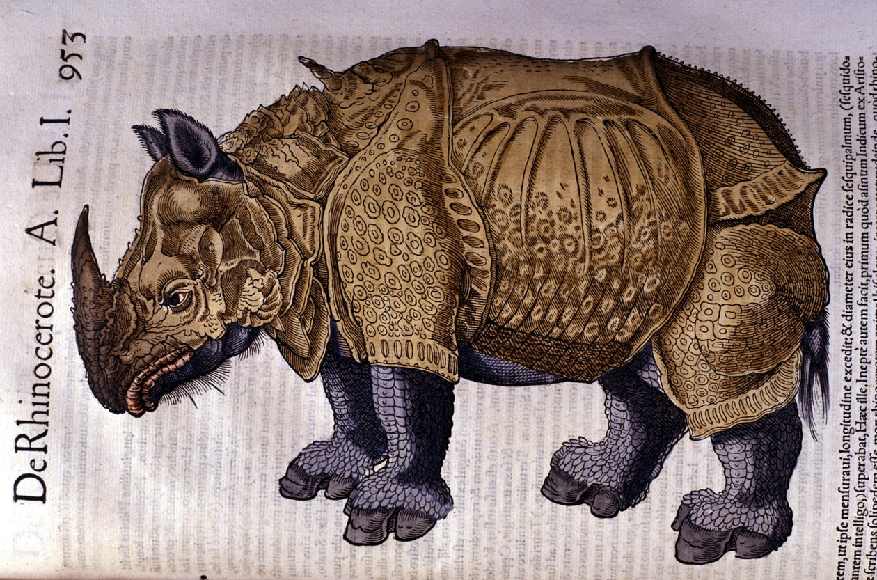 Das Nashorn nach „Historia Animalium“ von Conrad Gesner, Tiguri 1560. von Unknown artist