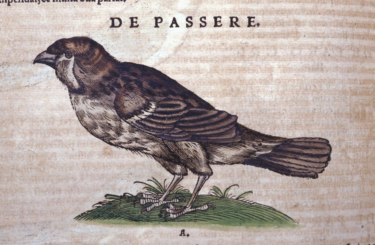 Der Spatz in Historia Animalium von Conrad Gesner (1516 - 1565), Tiguri von Unknown artist