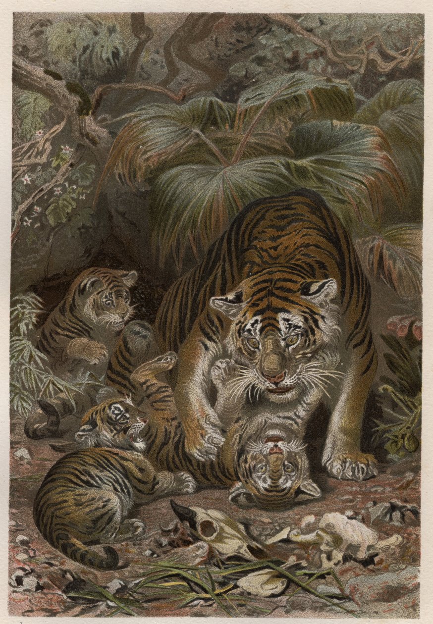 Tiger (Panthera tigris) mit Jungen - Gravur aus 