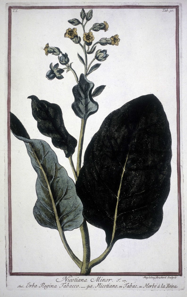 Tabakblatt und Blume (Nicotiana Minor) in einem Herbarium des 19. Jahrhunderts. von Unknown artist