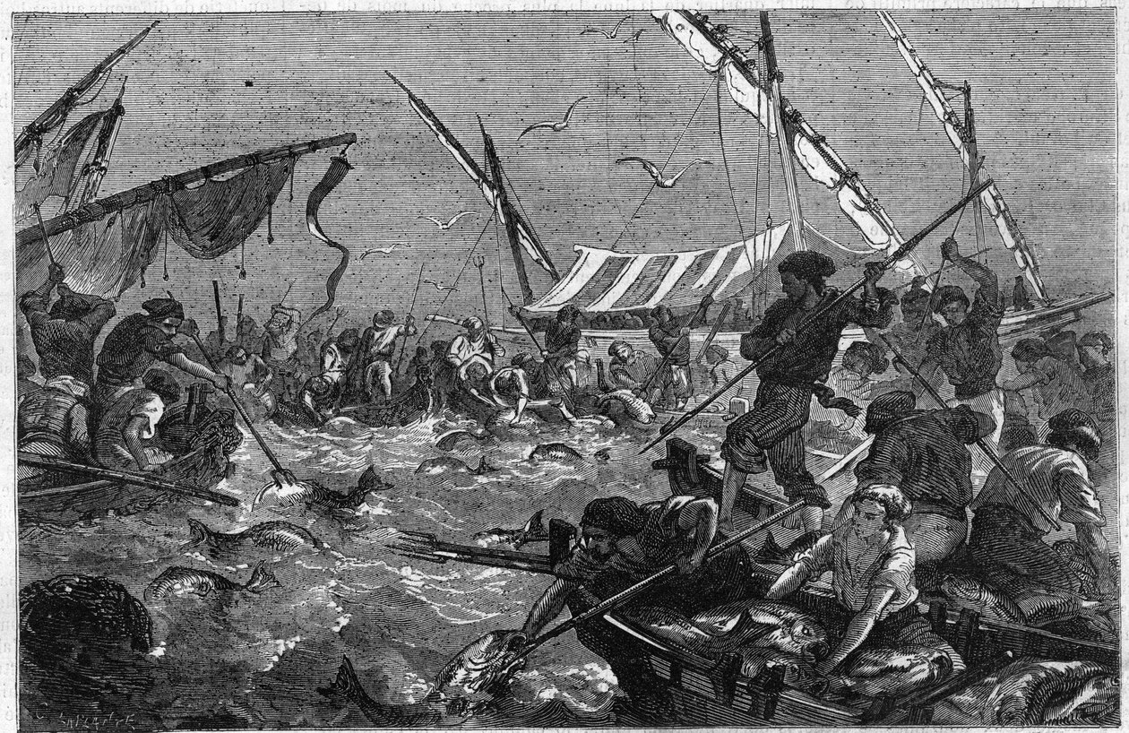 Thunfischfang mit der Falle an der Küste der Provence in Frankreich. Gravur in „The Illustrious Universe“ von Unknown artist