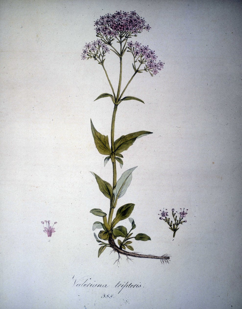 Valeriana mauve oder Valeriana tripteris. Herbarium des 19. Jahrhunderts. von Unknown artist