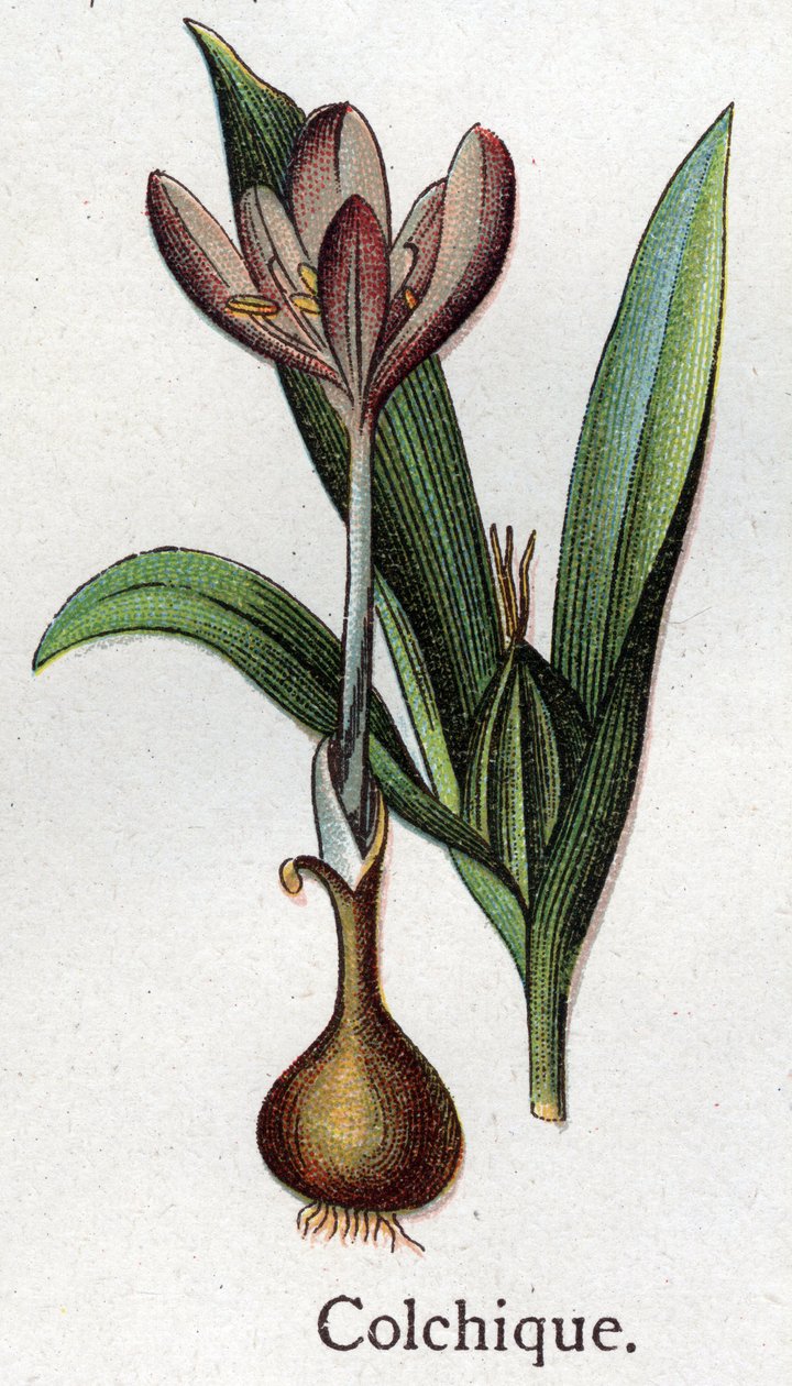 Giftige botanische Pflanzen: Herbstzeitlose. Gravur in „Die natürliche Medikation“ von Friedrich Eduard Bilz (1842-1922) von Unknown artist