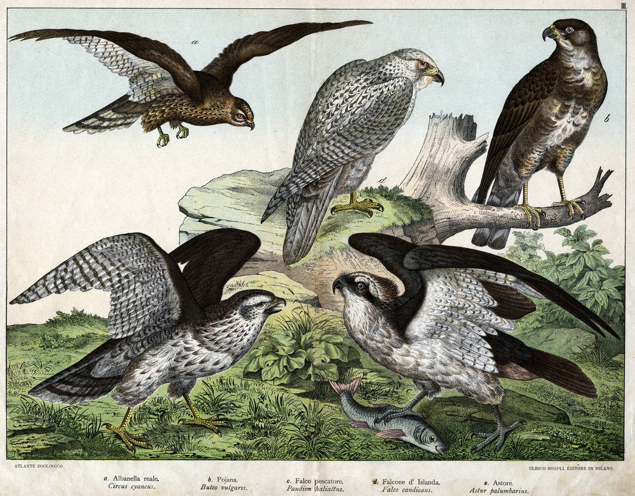 a: Adler oder Königsbussard, b: Düse, c: Fischadler, d: Islandfalke, e: Habicht - in „Naturgeschichte der Vögel“, ed. Hoepli, Mailand von Unknown artist