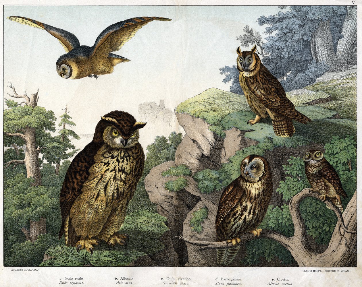 a: Goldene Eule (Bubo ignavus), b: Hulotte (cat-huant) (Asio shell), c: Wilde Eule (Syrnium aluco), d: Eule (Strix flammea), e: Eule (Athene noctua) - in „Natural History of Birds“, ed. Hoepli, Mailand von Unknown artist
