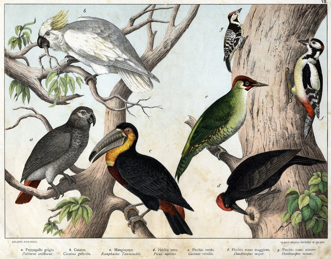a: Graupapagei (Psittacus erithacus), b: Kakadu (Cacatua galerita), c: Tukan (Ramphastos temminckii), d: Schwarzspecht (Picus Martius), e: Grünspecht (Gecinus veridis), f: Großer Buntspecht (Dendrocopus minor) - „Naturgeschichte der Vögel“ von Unknown artist
