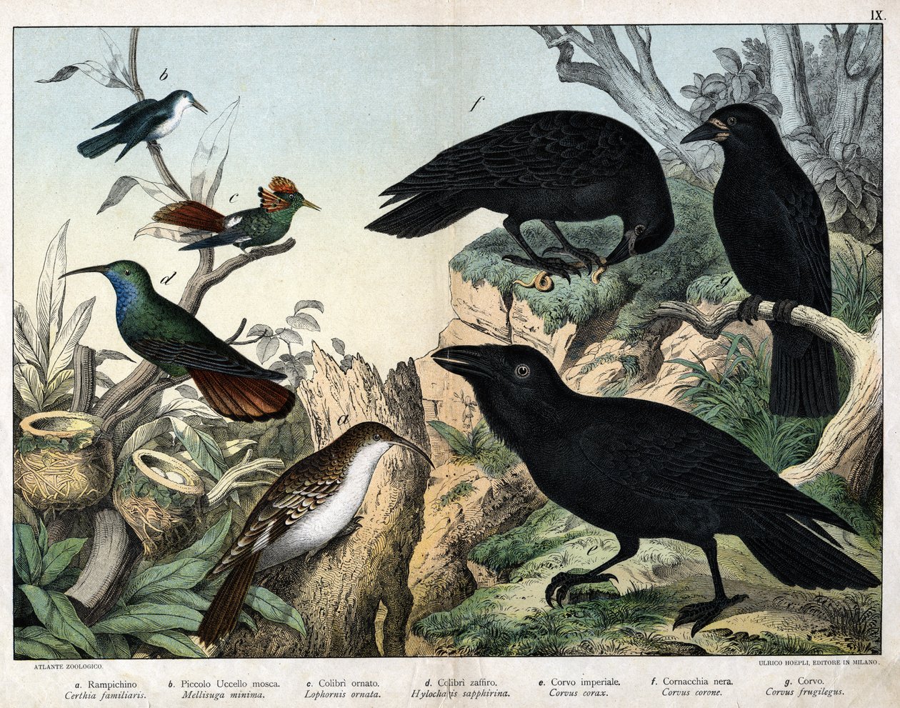 a: Gartenbaumläufer (Certhia familiaris), b: Kleiner Kolibri (Mellisuga minima), c: Geschmückter Kolibri (Lophornis ornata), d: Saphirkolibri (Hylocharis sapphirina), e: Kaiserkrähe (Corvus corax), f: Schwarze Krähe (Corvus corone), g: Rabe (Corvus frugile von Unknown artist