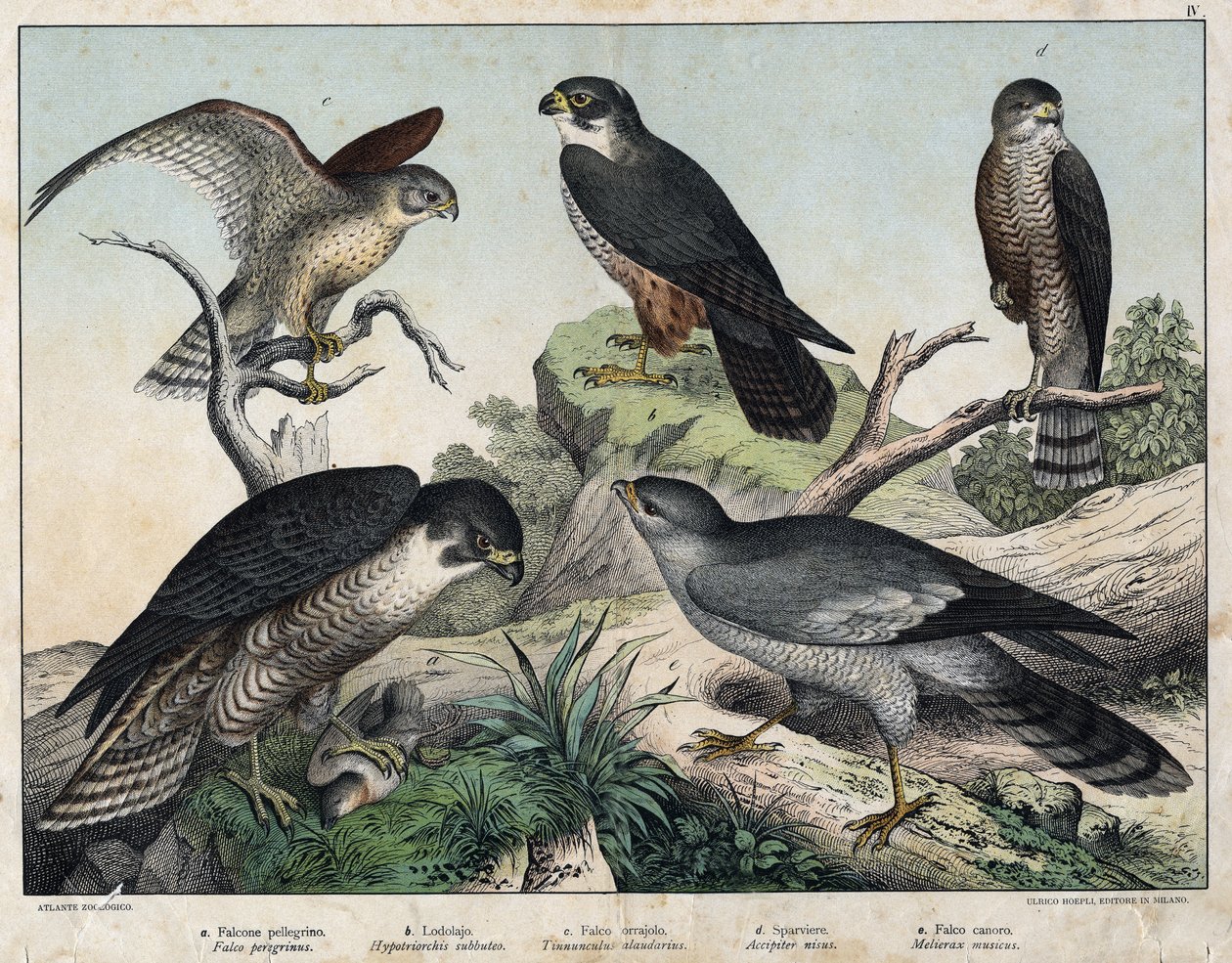 a: Wanderfalke (Falco peregrinus), b: Baumfalke (Hypotriorchis subbuteo), c: Turmfalke (Tunnunculus alaudarius), d: Europäischer Sperber (Accipiter nisus), e: Singender Habicht (Melierax musicus) - in „Natural History of Birds“, ed. Hoepli, Mailand von Unknown artist
