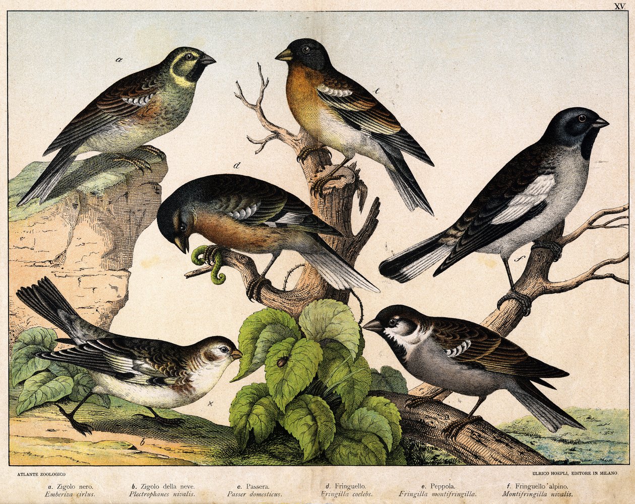 a: Sperling (Emberiza circlus), b: Schneesperling (Plectrophanes nivalis), c: Haussperling (Pour domesticus), d: Buchfink (Fringilla coelebs), e: Bergfink (Fringilla montifringilla), Niverolle (Montifringilla nivalis) - in „Naturgeschichte der Vögel“, Hrsg von Unknown artist