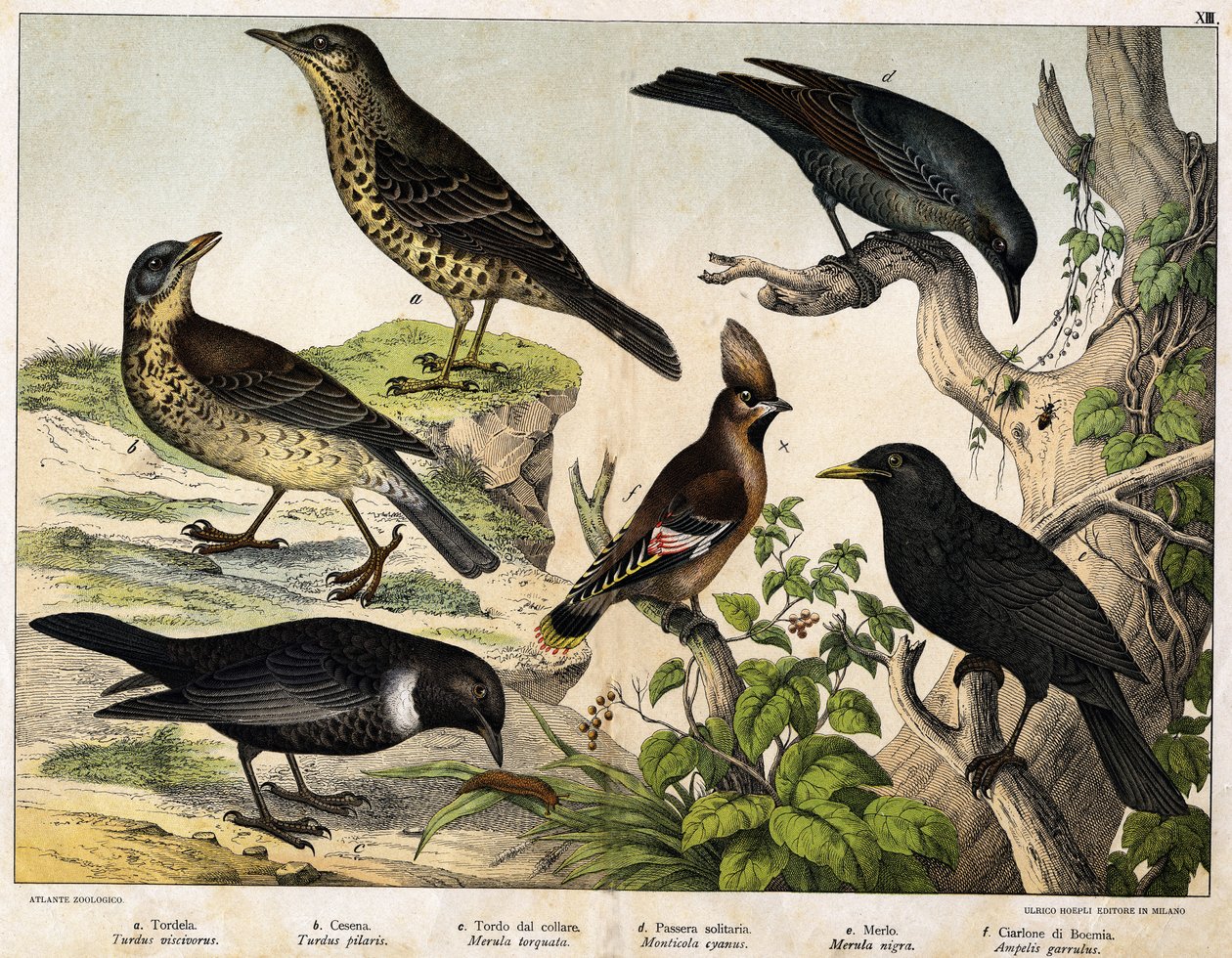 a: Misteldrossel (Turdus viscivorus), b: Wacholderdrossel (Turdus pilaris), c: Ringdrossel (Merula torquata), d: Blaumerle (Monticola cyanus), e: Amsel (Merula nigra), f: Seidenschwanz (Ampelis garulus) - in „Natural History of Birds“, ed. Hoepli, Mailand von Unknown artist