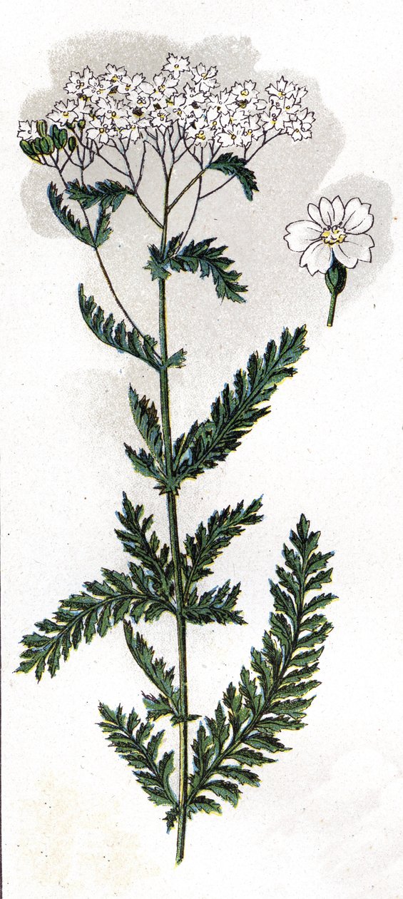 Illustration in Mon docteur - traité de médecine et d