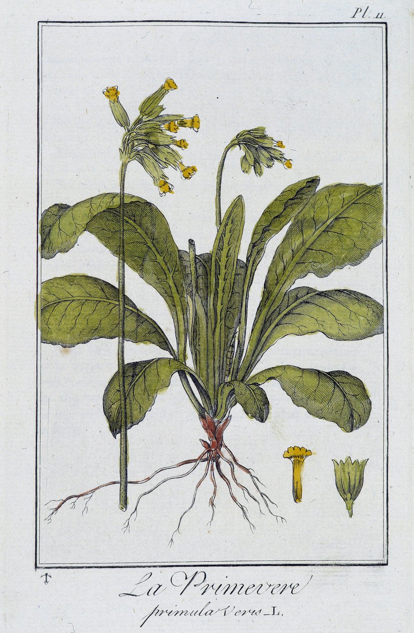 Die Primel (Primula vers) - in „Botanikübungen für Kaufleute“, verfasst von J.C. Philibert, Druckerei Crapelet, Paris von Unknown artist