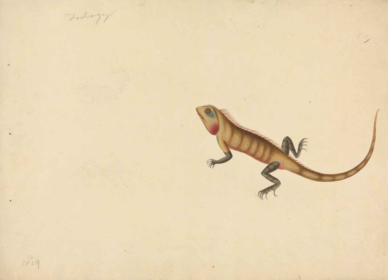 Eine Eidechse mit Skizzen eines Skorpions und einer Spinne von Unknown artist