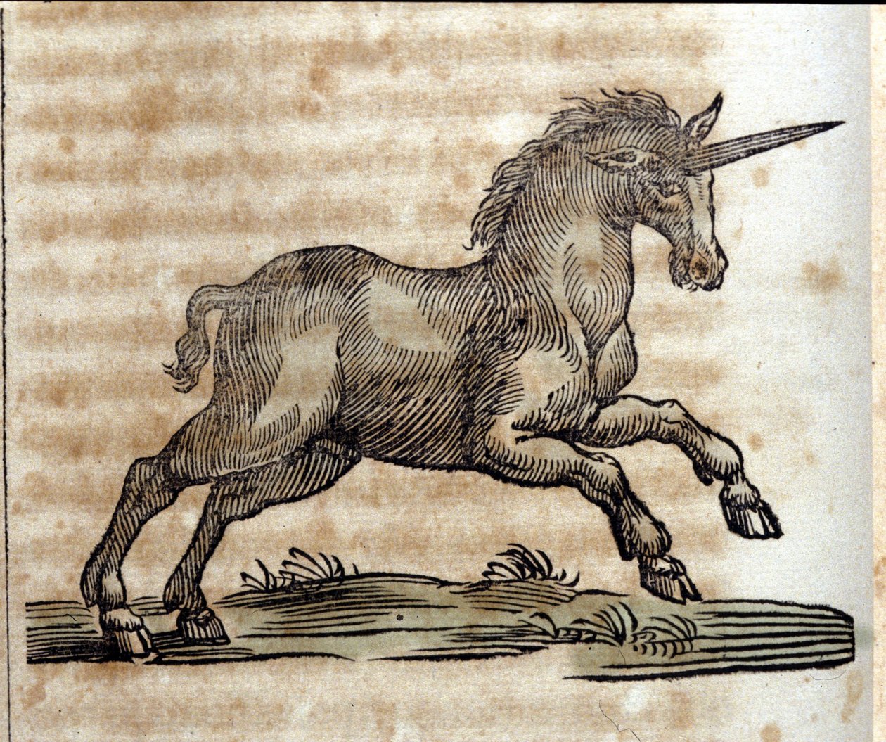 Ein Einhorn, mythologisches Tier - Gravur aus einem Werk von Athanasius Kircher (1601-1680), Jesuit, Orientalist und deutscher Gelehrter von Unknown artist