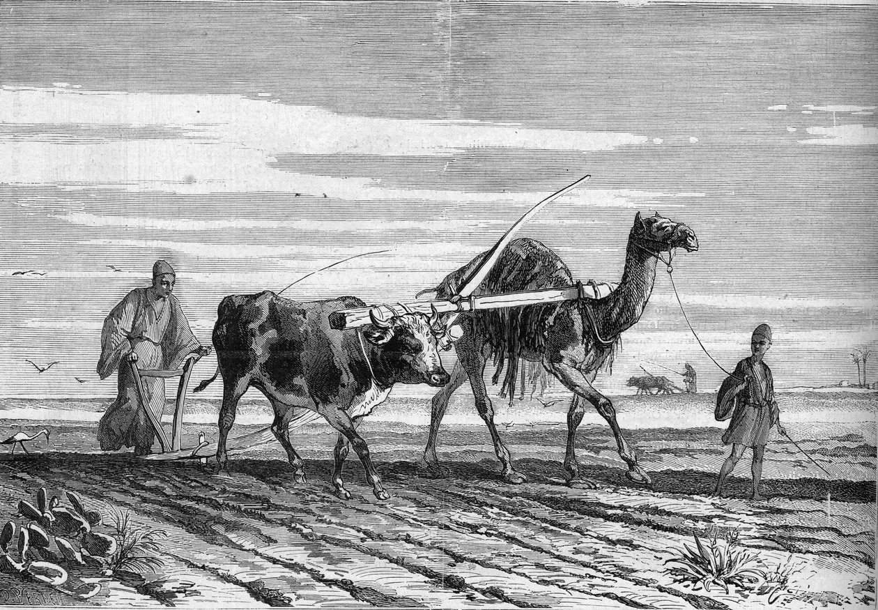 Landwirtschaft in Ägypten: ein Pflug, gezogen von einer Kuh und einem Kamel. Gravur in "Le Monde Illustré" Nr. 1316 vom 17. Juni 1882. von Unknown artist