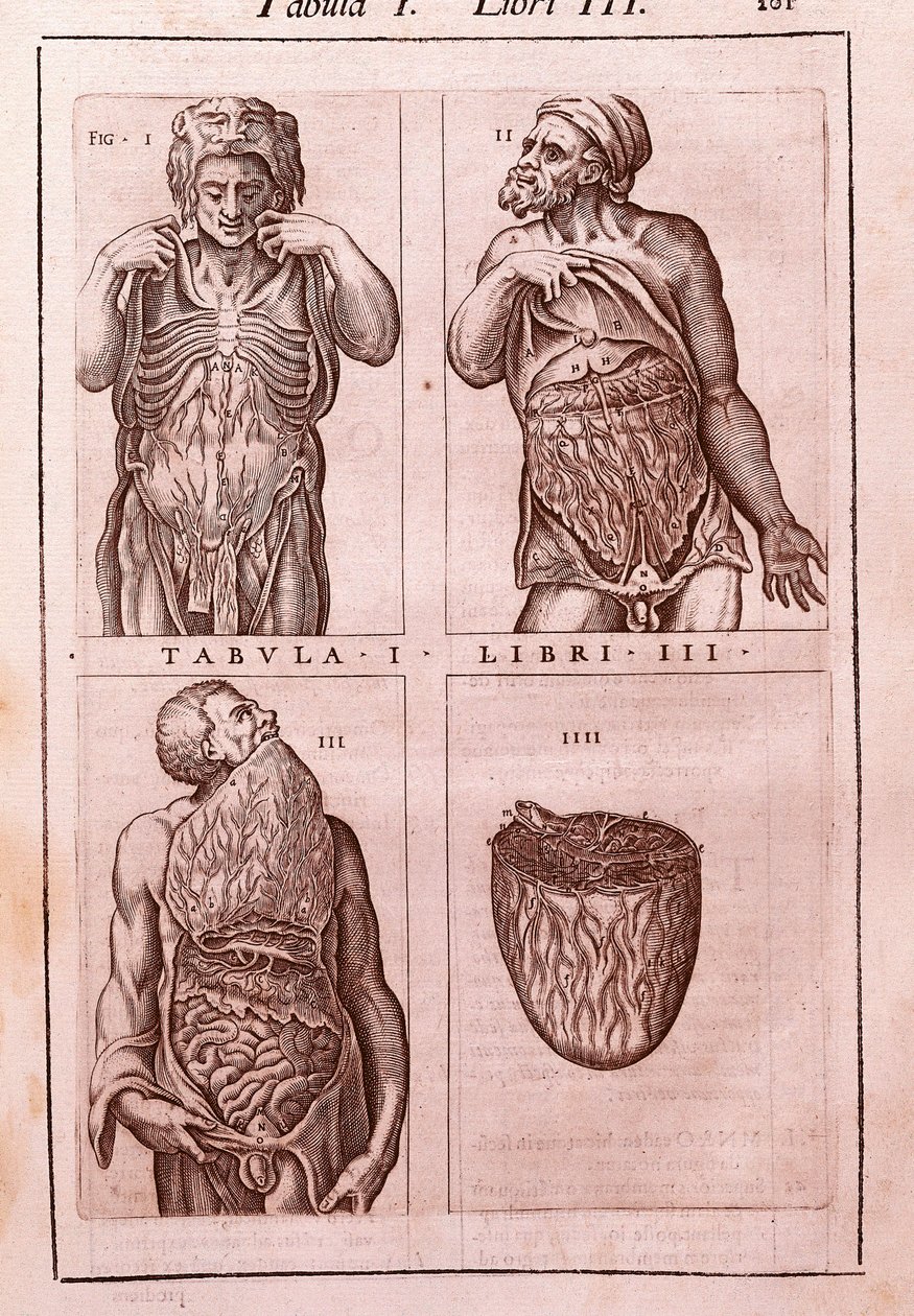 Anatomische Tafel darstellend: die Dimensionen, Muskeln des Bauches, Eingeweide und Magen. Gravur in "Anatomia Corporis Humani" von Juan Valverde De Amusco (1525-1588). Tafel I, Buch III. Barcelona. Biblioteca de Catalunya (Nationalbibliothek von Katalonie von Unknown artist