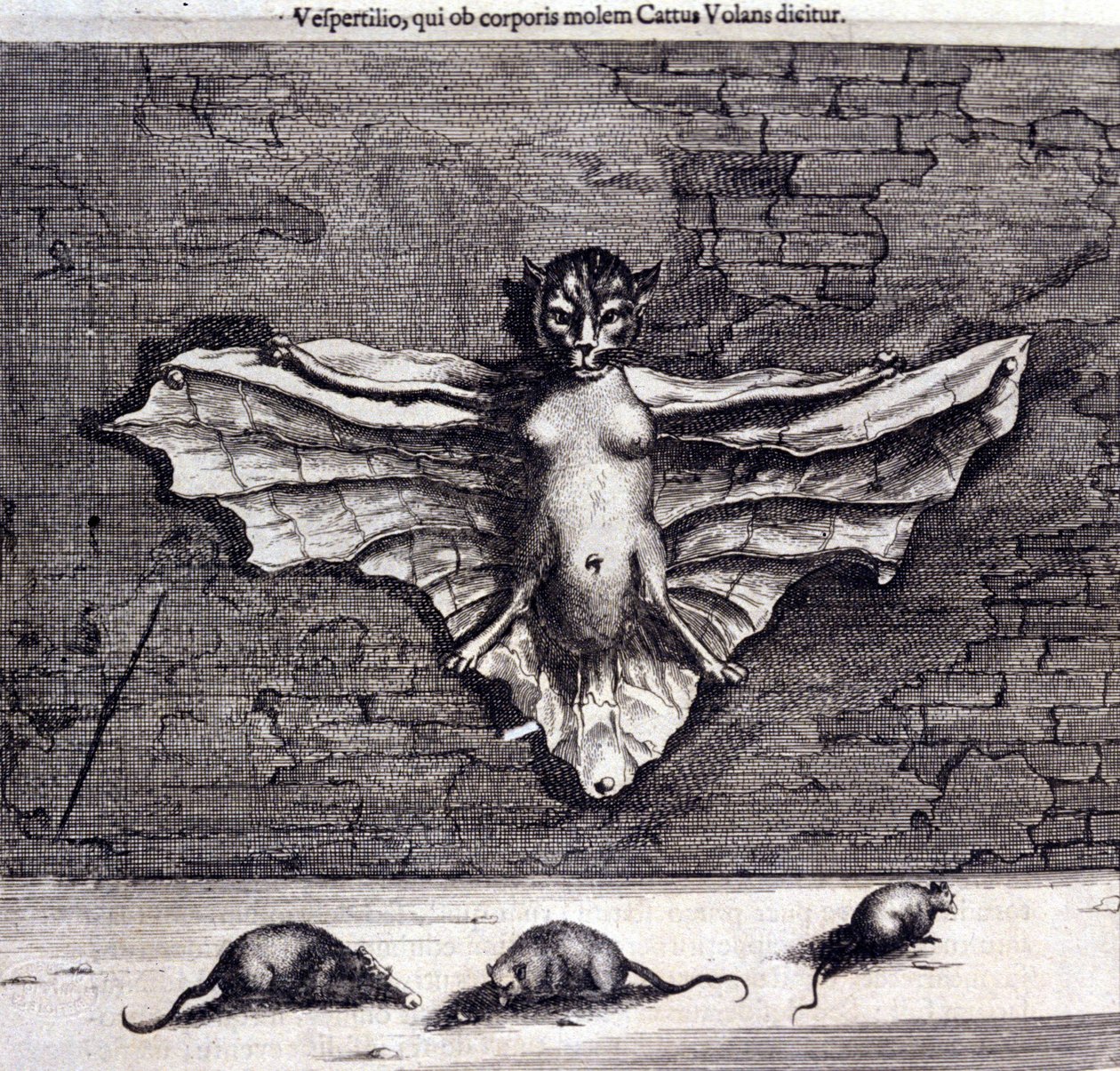 Fledermäuse und Ratten, aus „De China Monumenta“ von Athanasius Kircher von Unknown artist