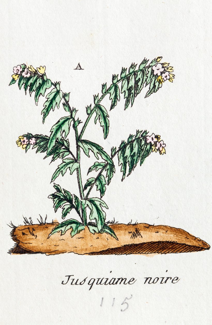 Schwarzes Bilsenkraut von Unknown artist