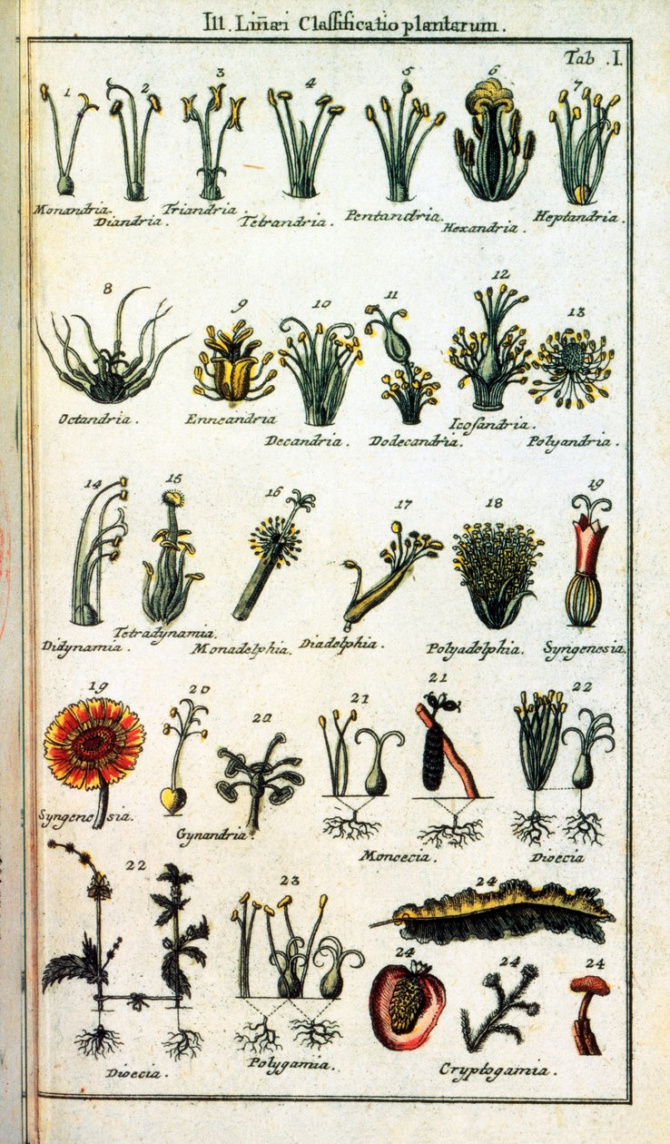 Botanische Tafel: Klassifikation der Pflanzen von Carl von Linné (1707-1778), schwedischer Naturforscher in „Compendium Botanices Systematis Linnean“. von Unknown artist