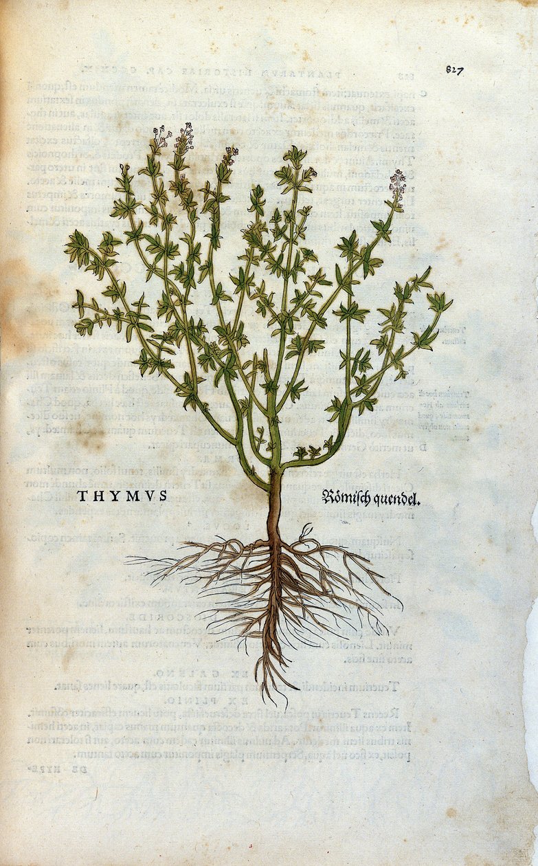 Botanische Tafel: Thymian (Thymus). Herbarium von Leonhard Fuchs, „Historia Stirpium“, Basel von Unknown artist
