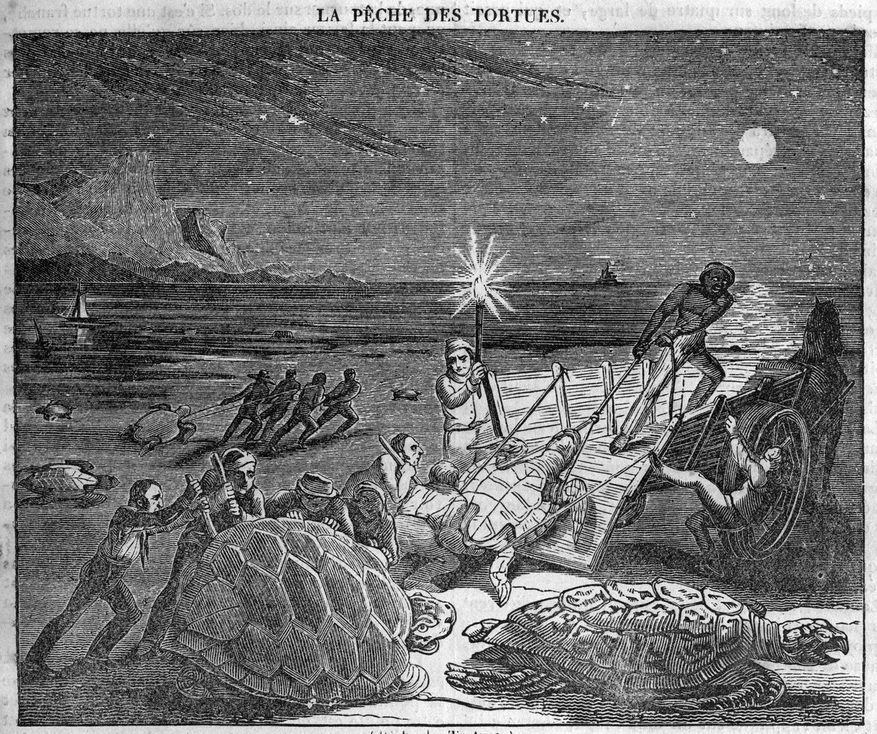 Schildkrötenfang an der Küste Kubas - Gravur 19. Jahrhundert von Unknown artist