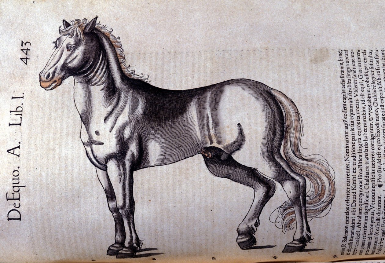 Pferd in der Historia Animalium von Conrad Gesner (1516 - 1565), Tiguri von Unknown artist