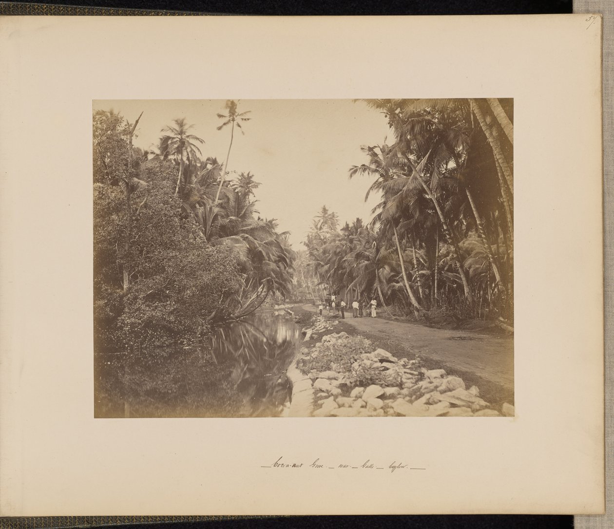 Kokosnusshain bei Galle, Ceylon von Unknown artist