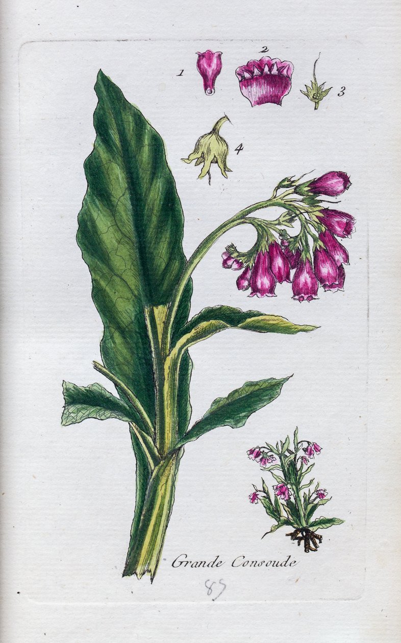 Beinwell von Unknown artist
