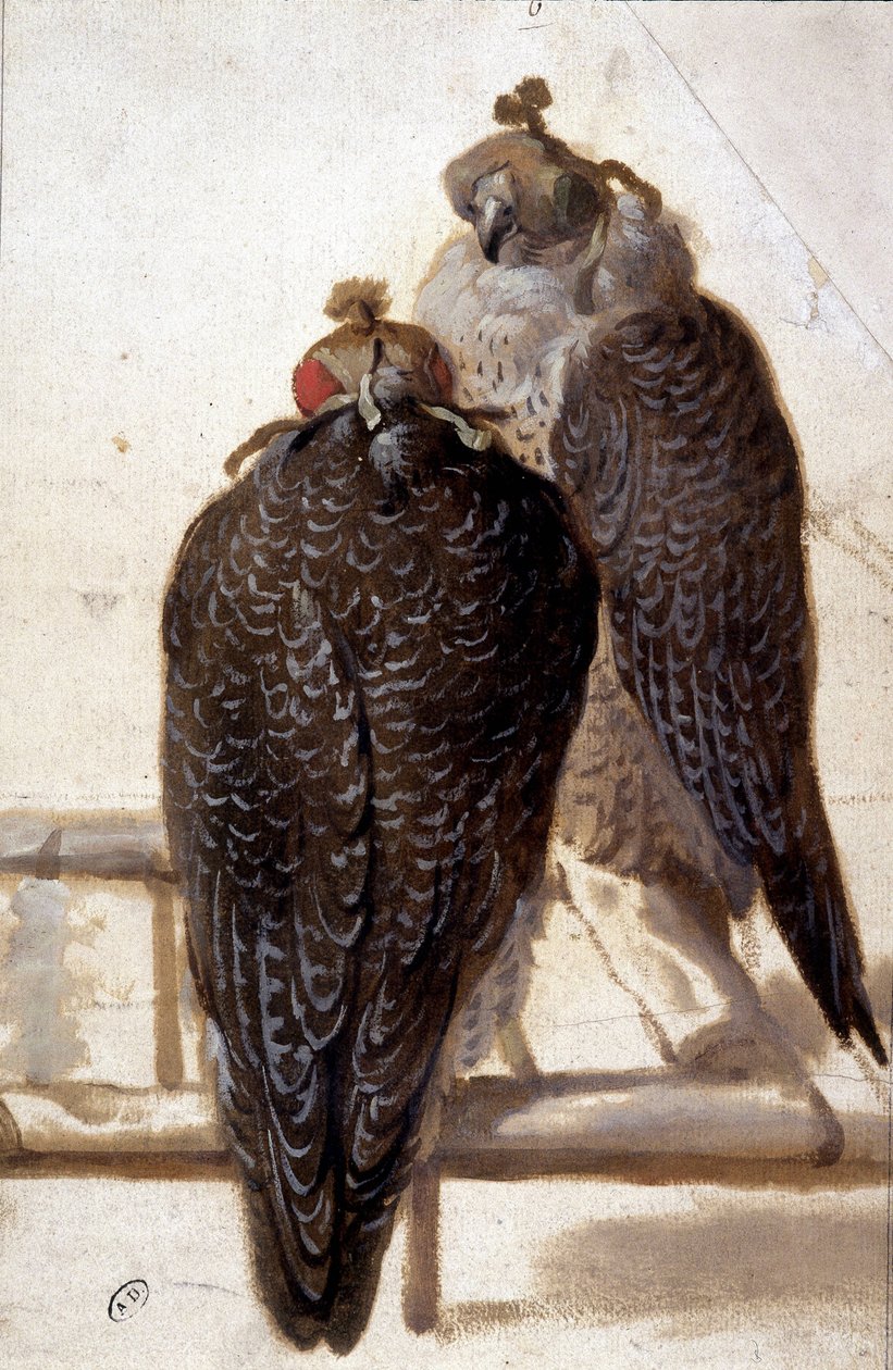 Paar Falken. Zeichnung aus dem 18. Jahrhundert. von Unknown artist