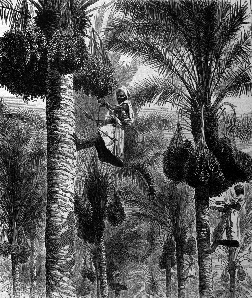 Dattelernten in Ceylon (heutiges Sri Lanka). Gravur aus dem 19. Jahrhundert von Unknown artist