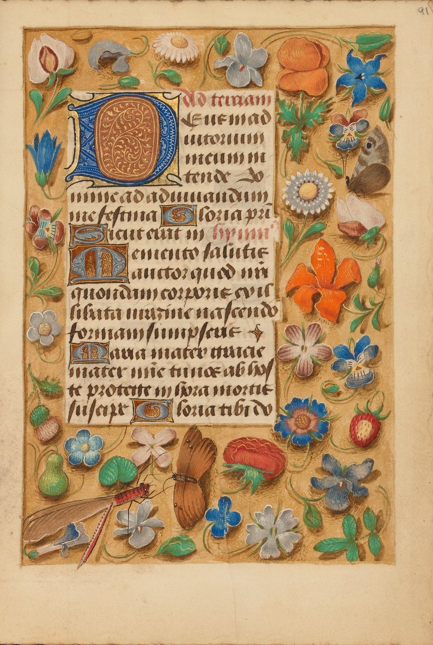Dekorierte Initiale D von Unknown artist