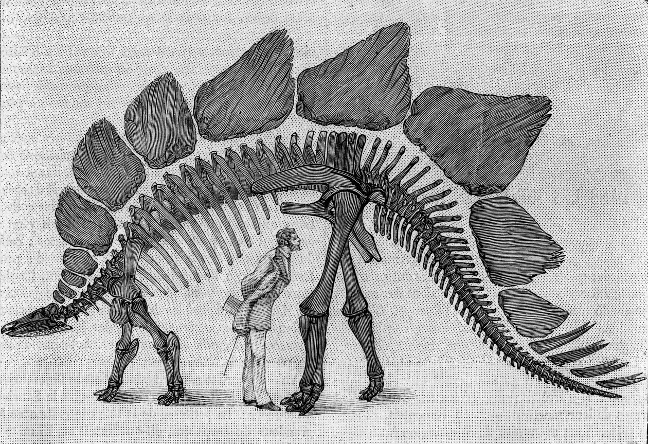 Dinosaurierskelett: „Stegosaurus ungulatus“, Oberjura der Rocky Mountains. Reproduktion der Zeichnung, die von Herrn March an Albert Gaudry vom Institut übermittelt wurde. von Unknown artist