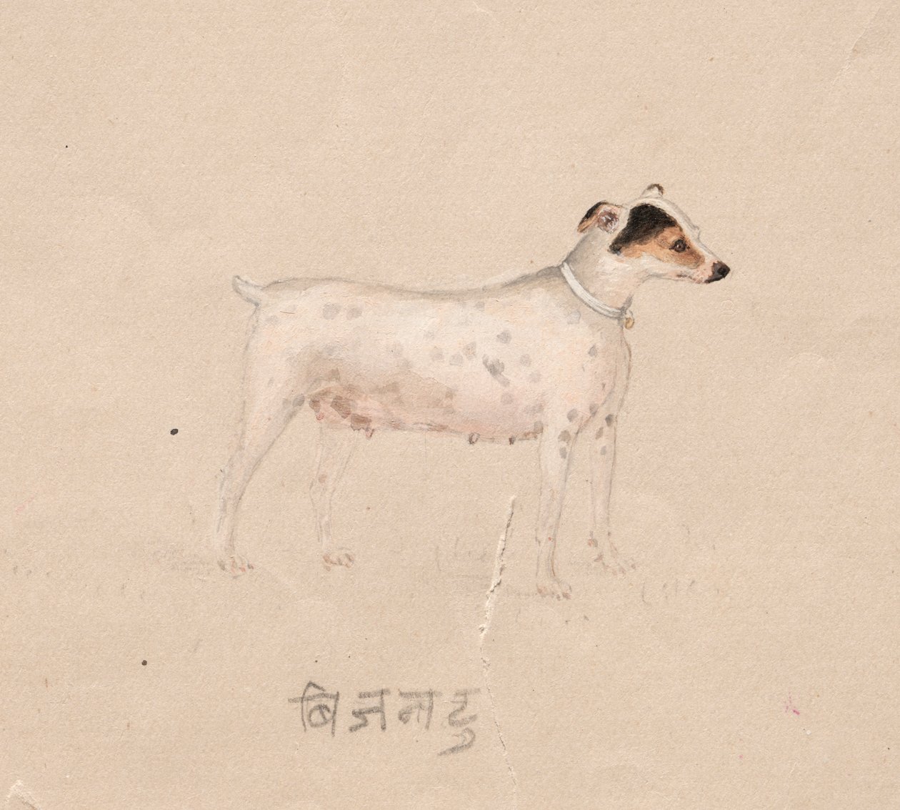 Hund von Unknown artist
